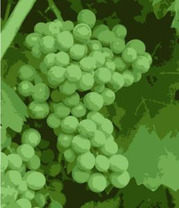 illustration of a green unripe grape