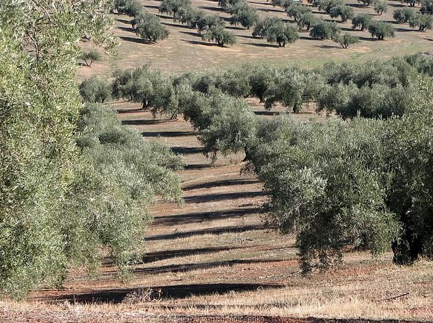 Spanish olive trees that grow olives for the best olive oils.
